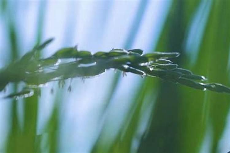 陈大米用锅炒焦埋在花盆里当氮肥行么