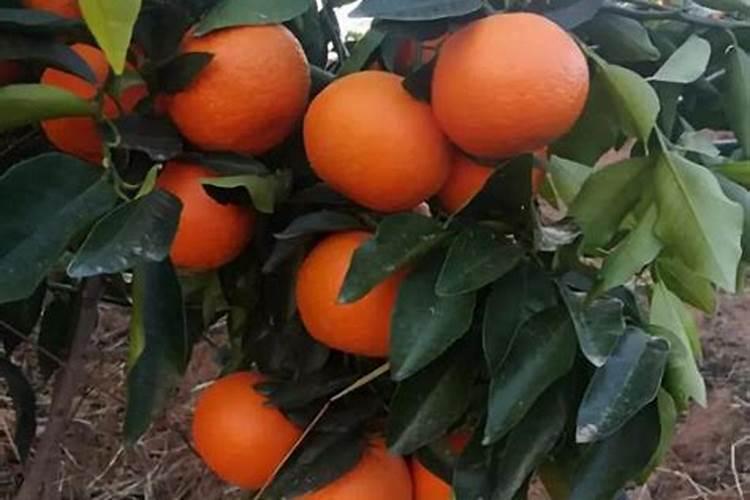 藤本月季怎么施肥,幼期氮肥为主生长期追施复合肥