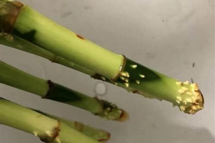 开始水养富贵竹要用生根粉吗