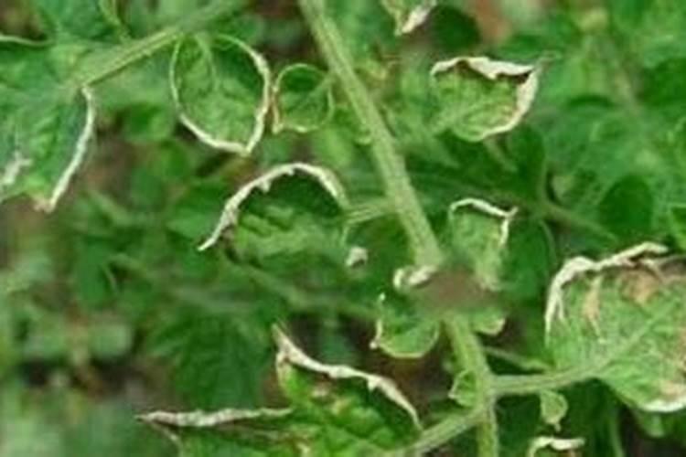 自然地抗专家+盛育葆为兰陵茄子“促花、上色,增产”保驾护航!百度知 ...