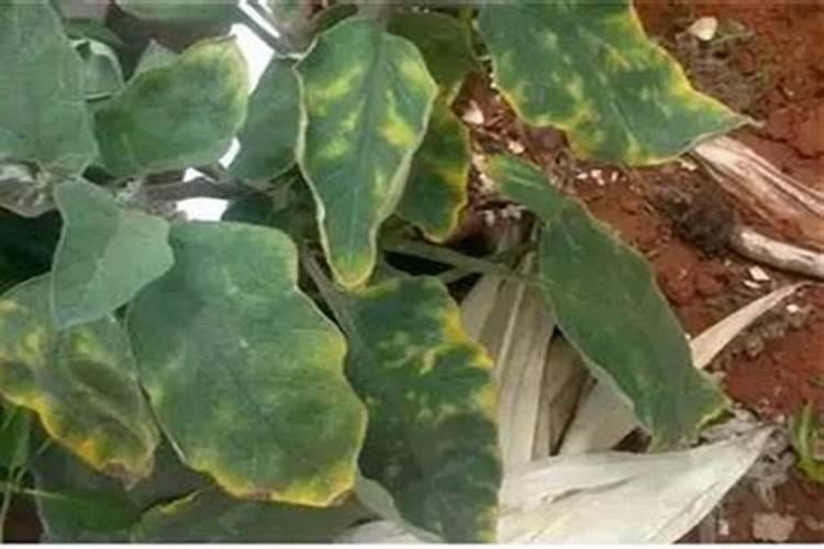 茄子缺镁不利于生长,茄子缺镁如何补救？