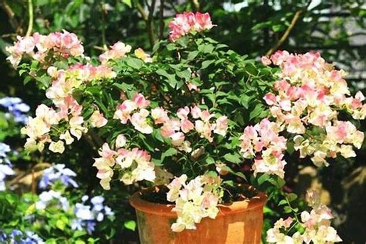 氨基酸叶面肥最好品牌