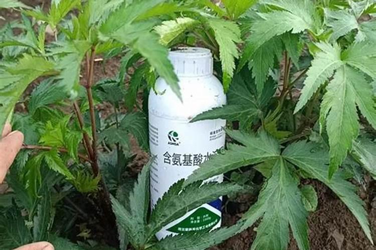 叶面肥优点是什么