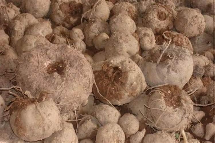 盆栽的土里突然出现很多白色的小虫子要怎么办