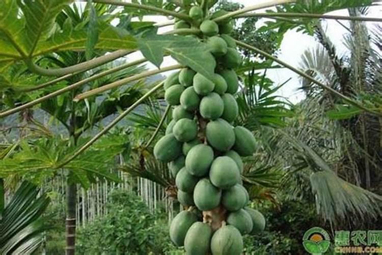 美国钾宝可以施木瓜吗