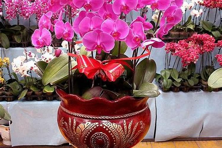 油麦菜打什么农药好