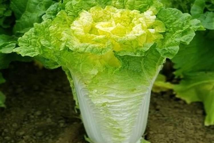 种大蒜用什么肥料好