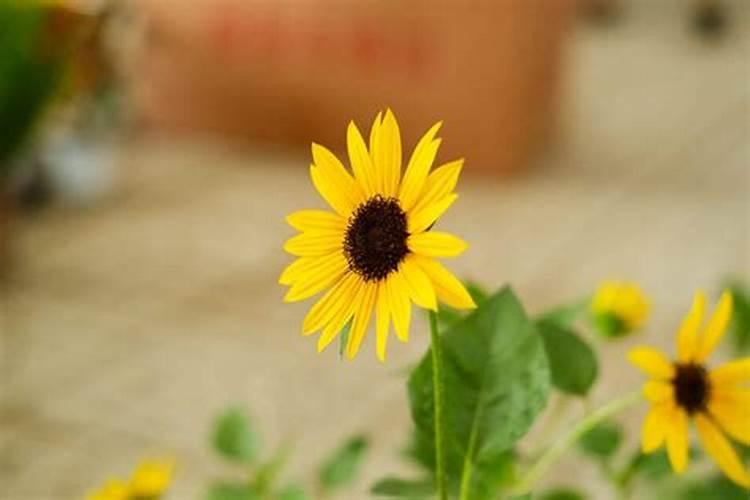 土豆施什么肥产量高