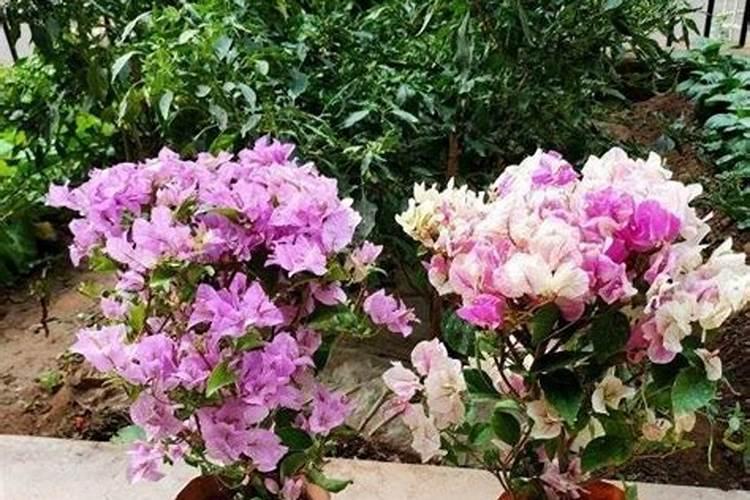 挂果的草莓如何养护避免烂果