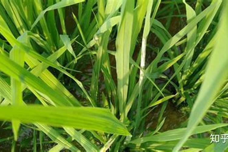 开花植物施什么肥料