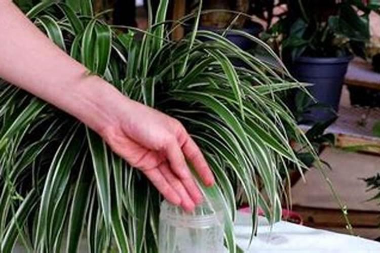 大姜发苗期浇大水还是少浇勤浇