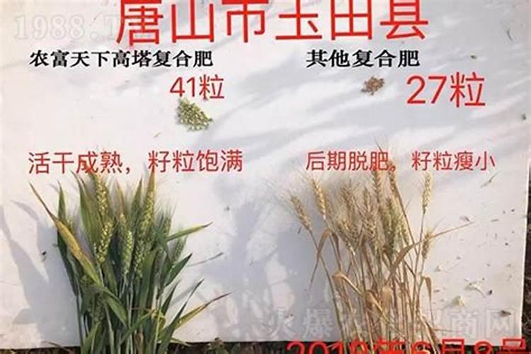 小麦返青用什么肥好