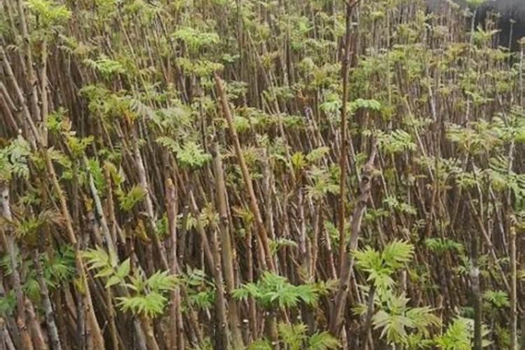 方舟生存进化化肥怎么得