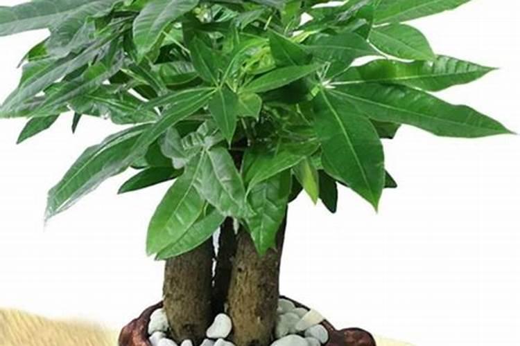 招财树用什么肥料养植