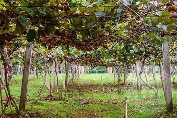 黄瓜缺氮肥是什么症状