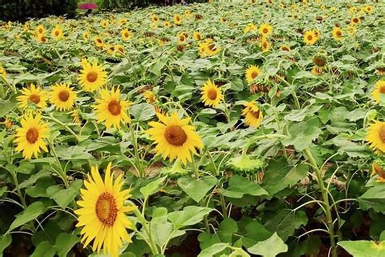 一千斤水兑十五斤硝酸铵钙会不会烧根