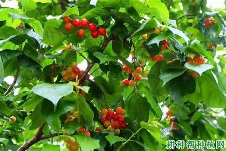 樱桃树一年打几次药