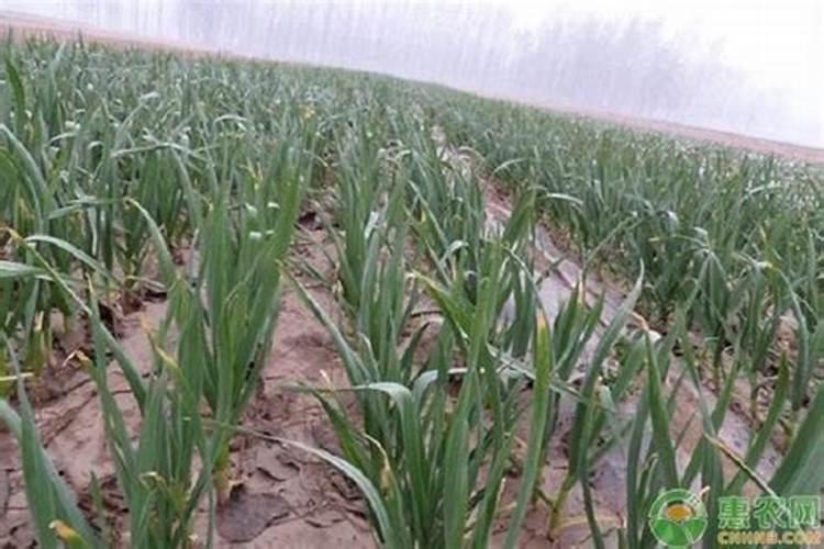 大蒜抽苔前冲施什么肥料好