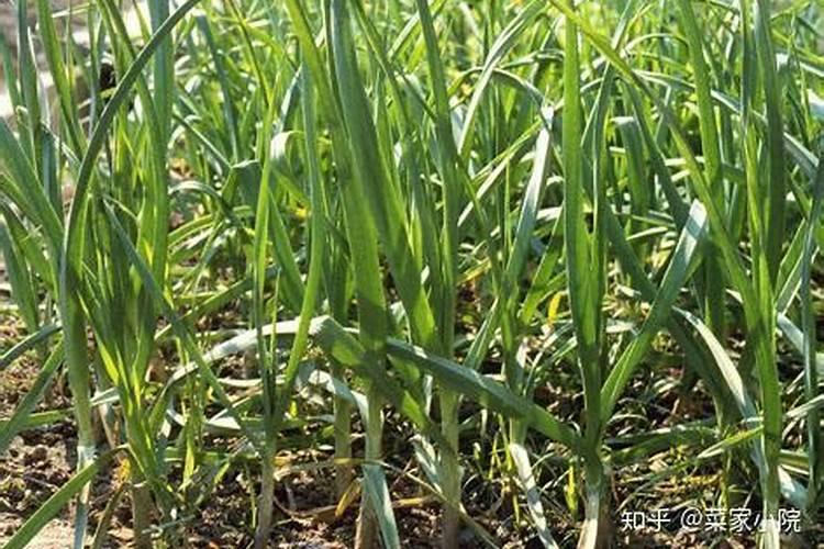 蒜苔施肥用什么肥料