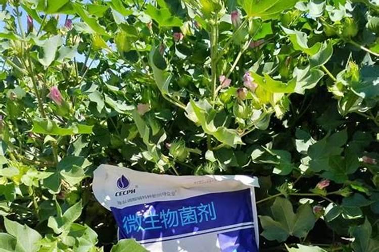 矮杆大棒998玉米种子简介(高产大棒玉米新品种)