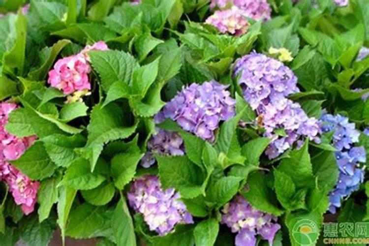 给桑树叶子用什么叶面肥 或者叶面药 谢谢