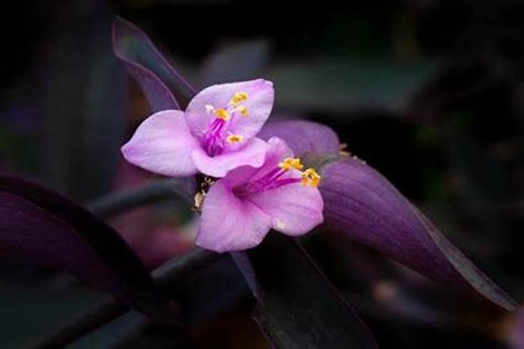 锦绣黄桃什么时候成熟？锦绣黄桃几月成熟？