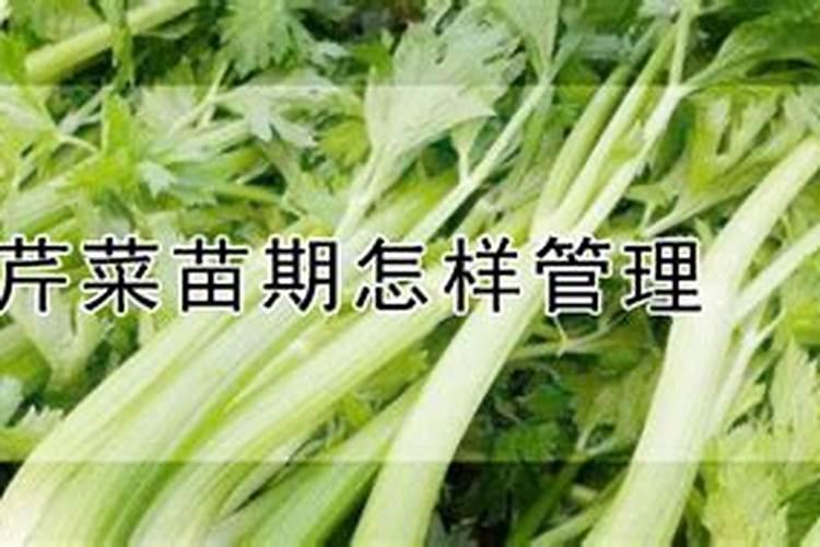 芹菜浇水冲施什么肥料