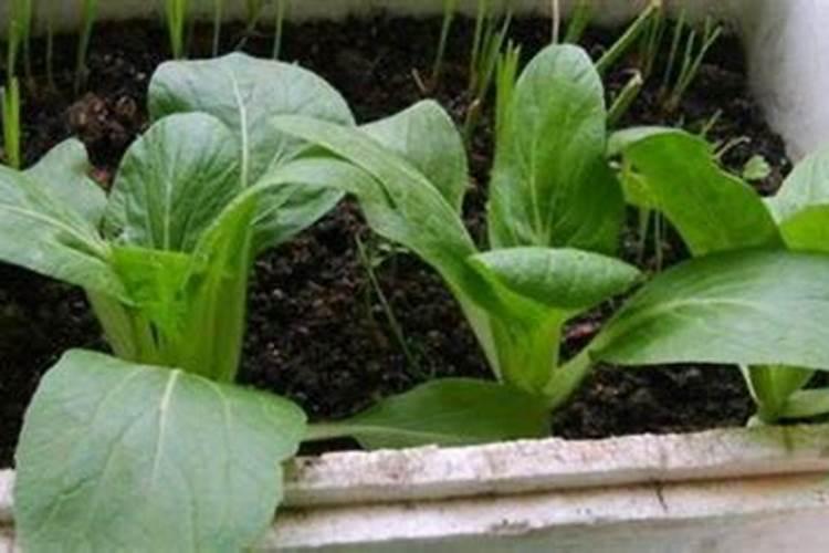 小青菜种植方法和时间