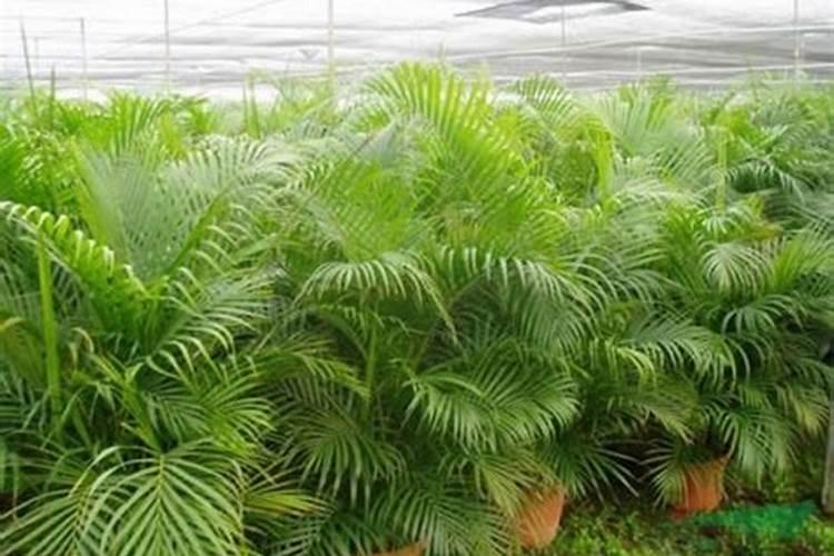 玉米拔节期用哪种水溶肥好