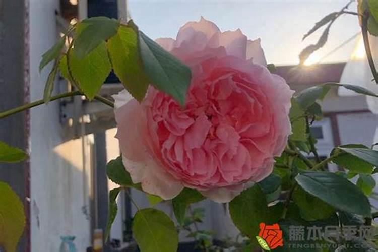 兰花几天浇一次水