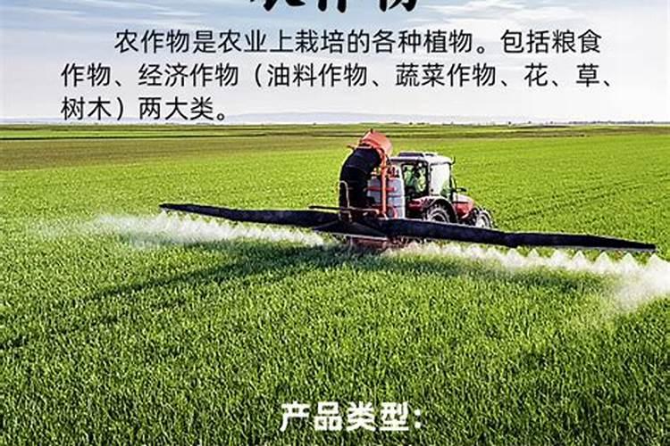 水果萝卜的种植方法和时间