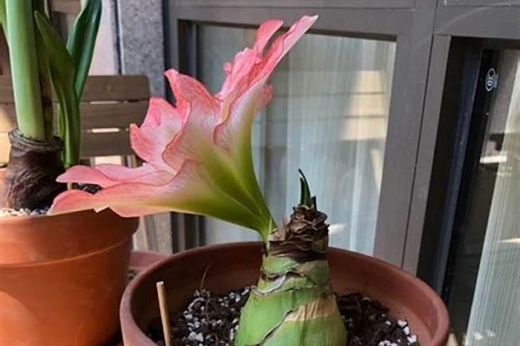 钾肥可适合哪些蔬菜？
