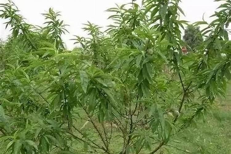 小麦出苗后多少天打除草剂最合适