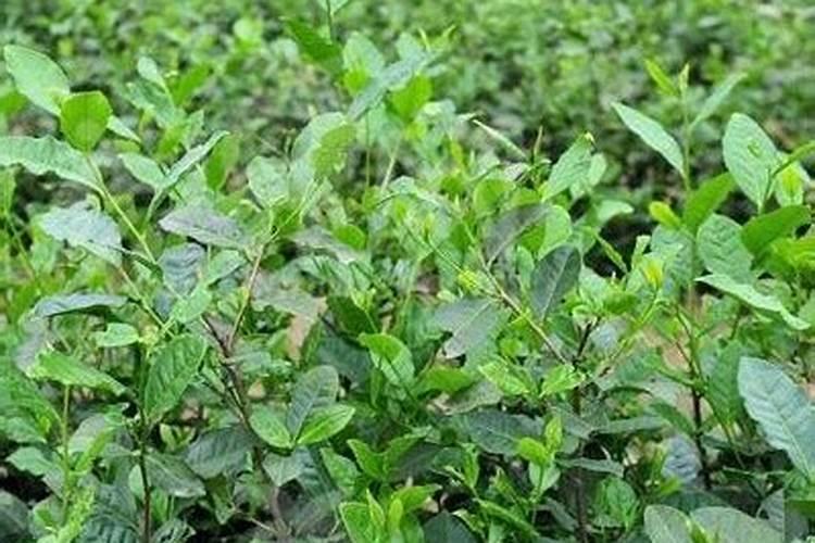 种植桉树底肥放多少