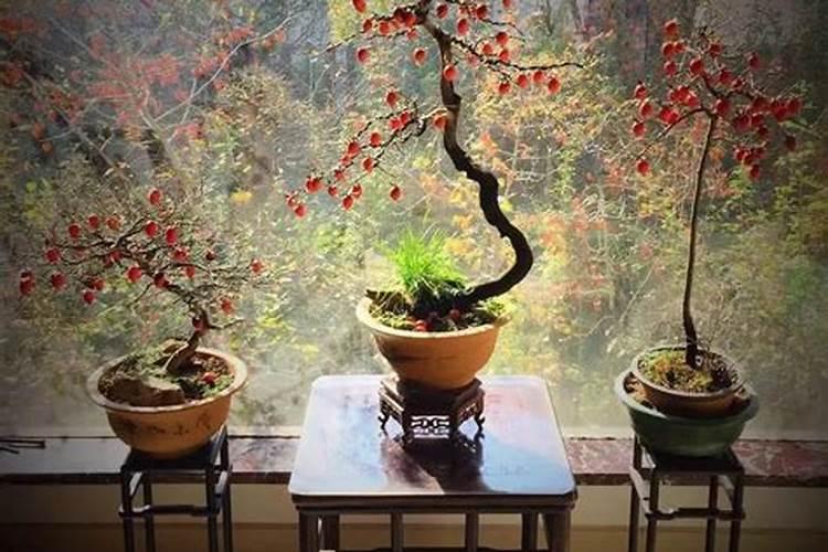 氮肥可以兑水浇花吗