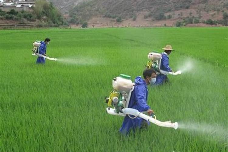 农家肥含钾最高的是