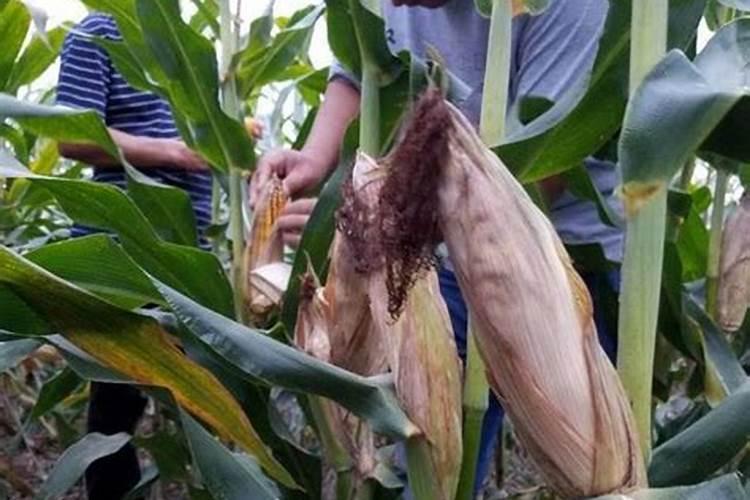 水溶肥知名品牌有哪些？