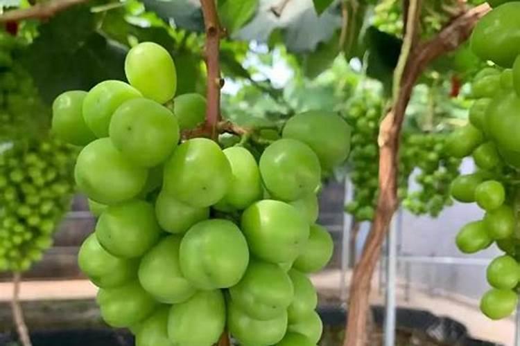 樱桃树浇什么肥料合适