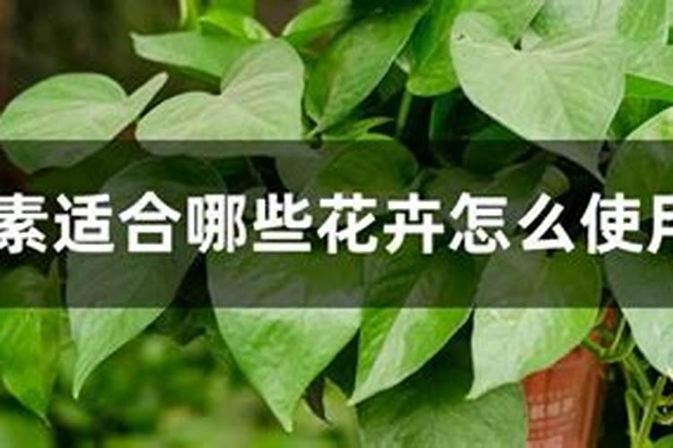 冬天铁树怎么管理