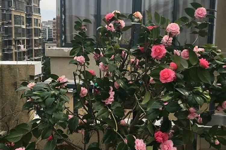 水稻施硅肥应该怎么施？一亩田用多少硅肥？