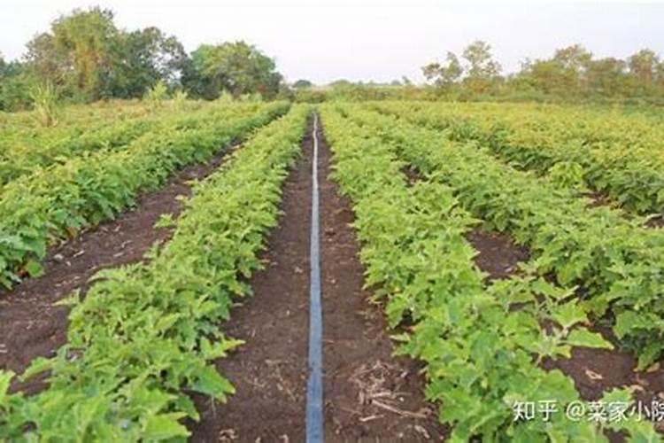 为什么我家里菊花苗长的像小树？