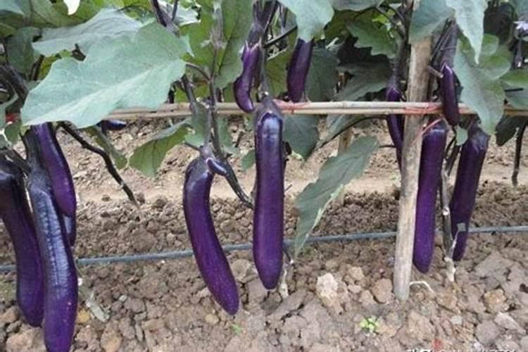 大棚种植茄子需要什么肥料