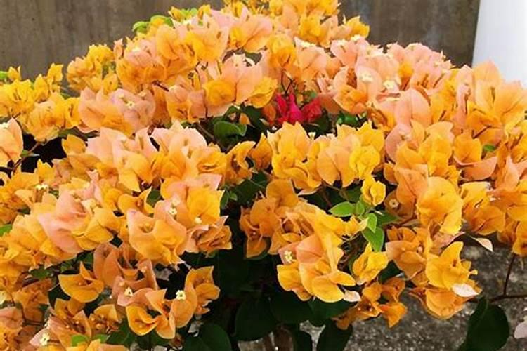 芸苔素内酯会促进苦瓜开裂吗