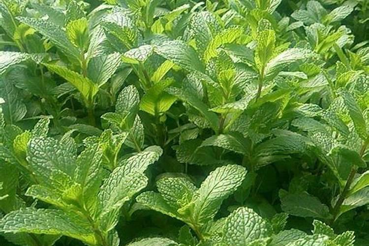 大树菠萝怎么才桂果实