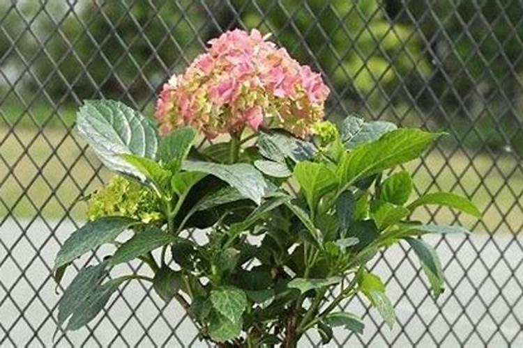 绣球花几月施肥