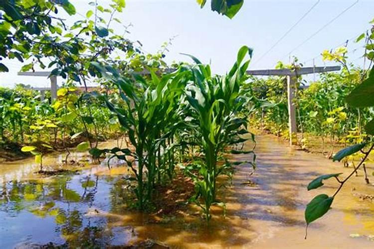 玉米叶面肥打了将打完四个小时就下雨了还管用吗？