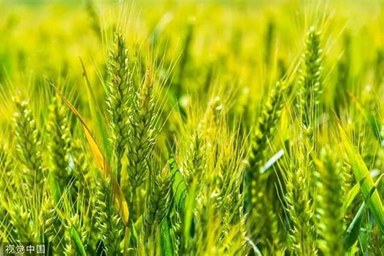 小满后小麦还能喷施叶面肥