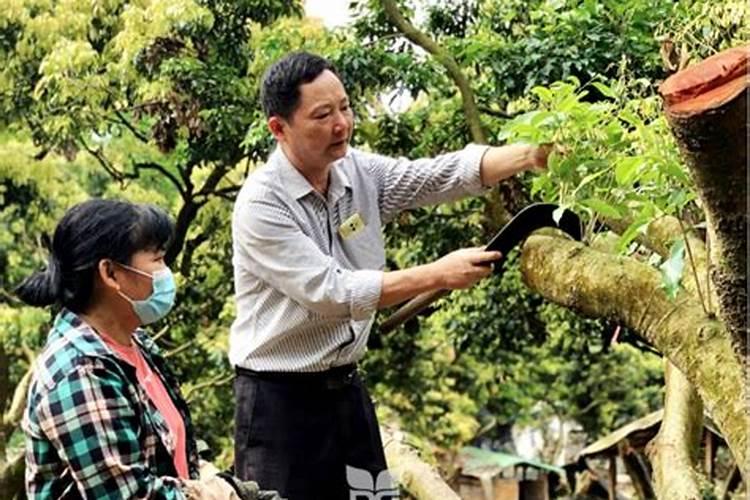 荔枝树每年施肥时间