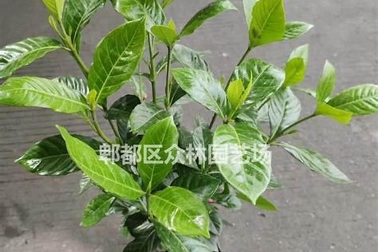 奥绿318和315有什么区别