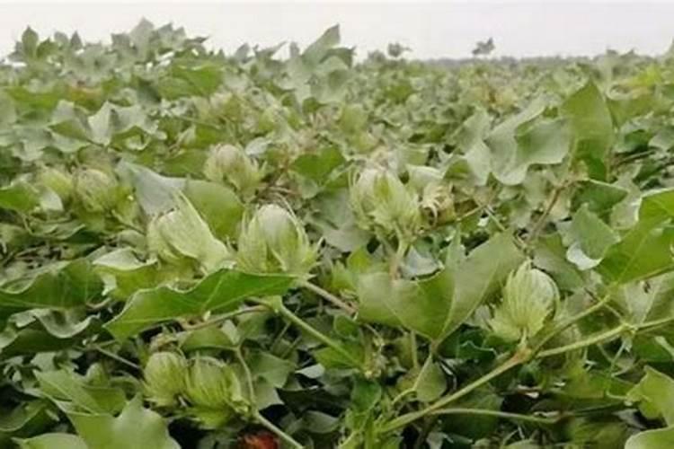 小麦复合肥的最佳配方